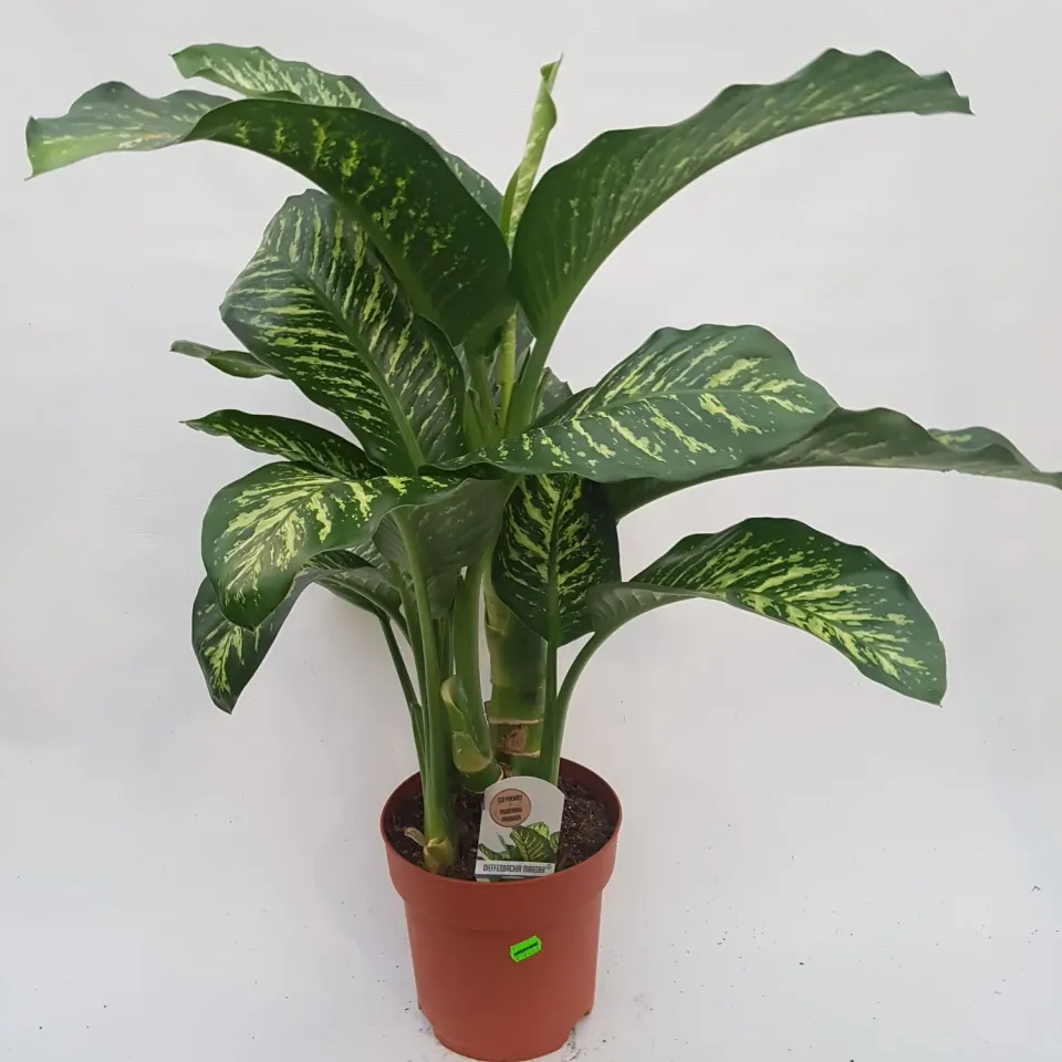 Tuincentrum Heerdink Dieffenbachia Tropic Snow kamerplant 21 cm bont