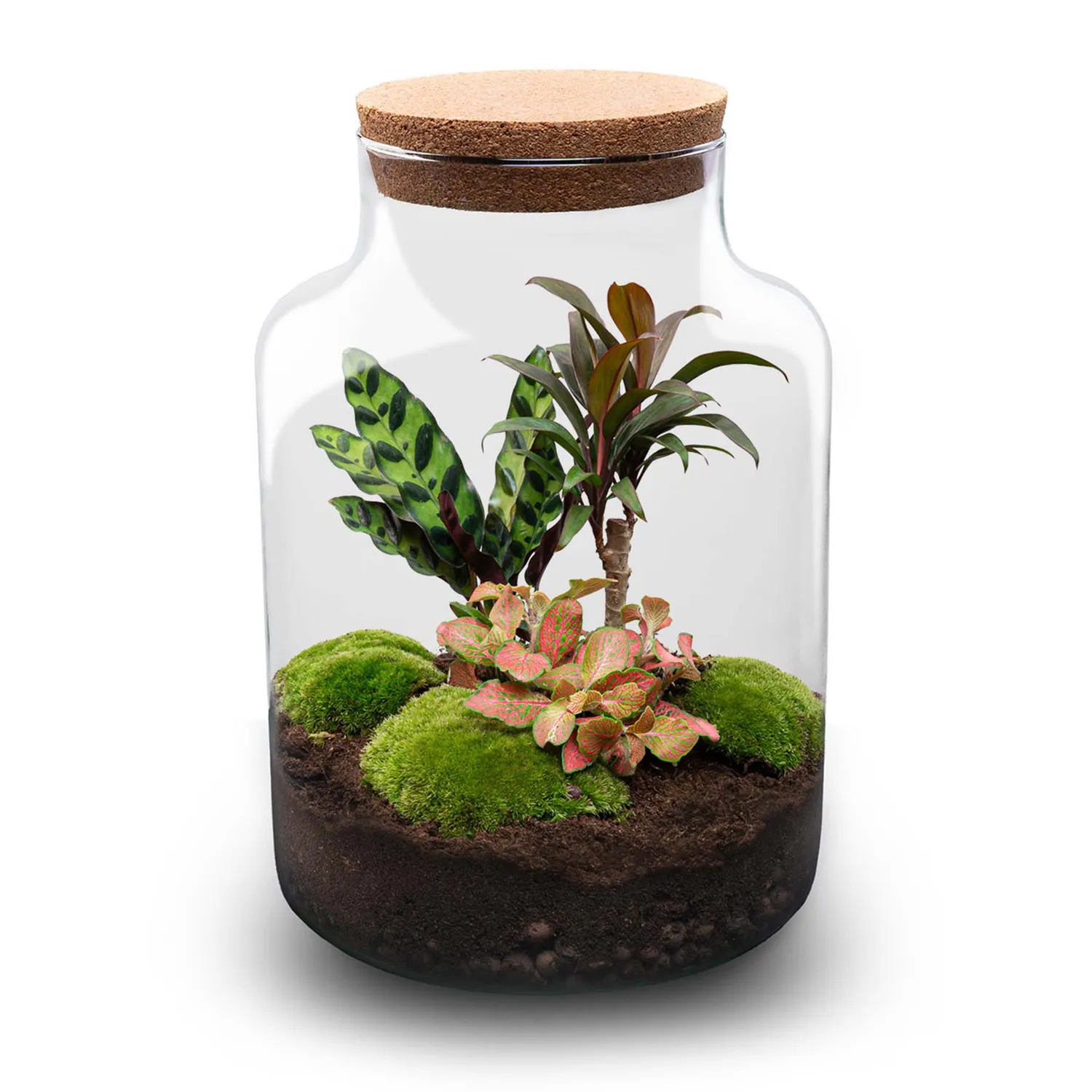 Urbanjungl Milky Palm terrarium DIY kit Ø 21 cm met licht