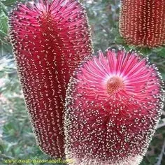 The Natural World Banksia praemorsa Red Dawn kuipplant rood