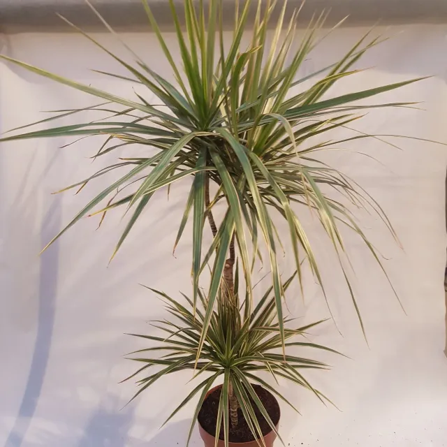 Dracaena Marginata Bicolor drakenbloedboom 110 cm smal