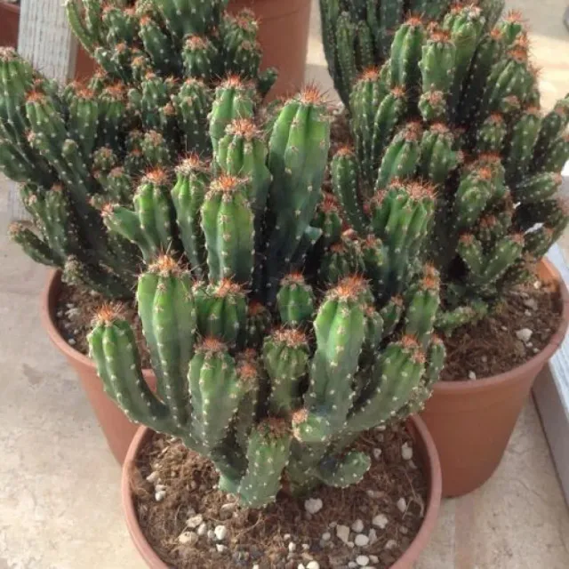 The Natural World Cereus peruvianus cactus eetbaar