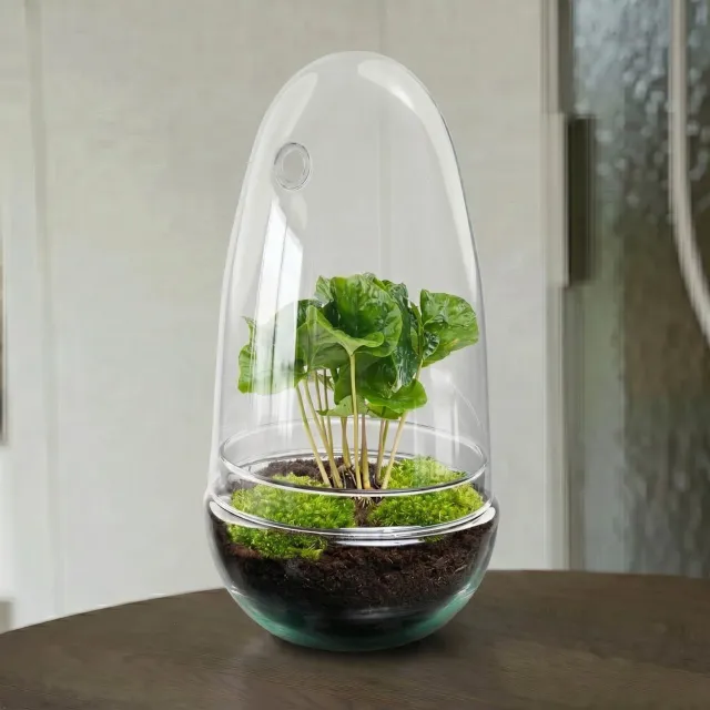 Urbanjungl Egg Coffea terrarium DIY kit Ø 12 cm