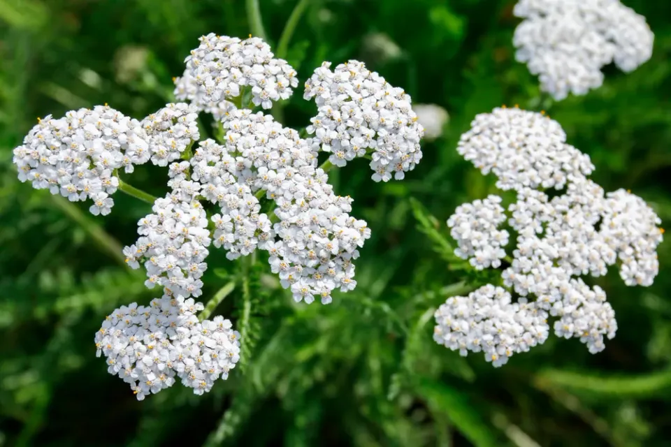 The Natural World Achillea millefolium duizendblad P9