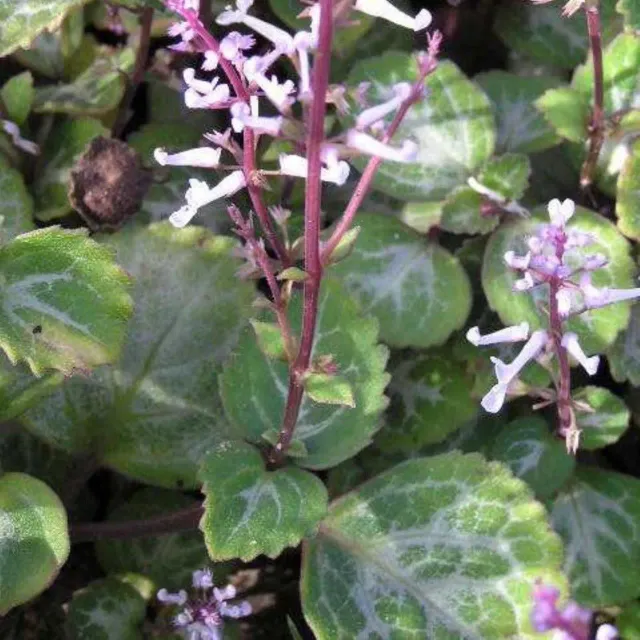 The Natural World Plectranthus oertendahlii kamerplant blad