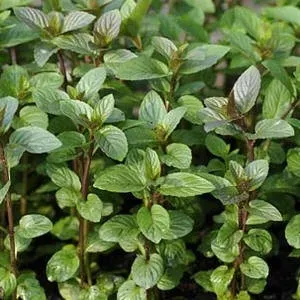 The Natural World Mentha Chocolate munt P9 eetbaar