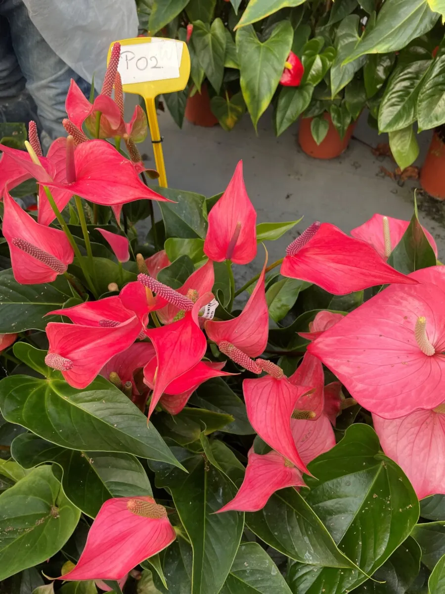XL-Bloom YoungPlants Opa.2 jonge plant tulp donkerroze