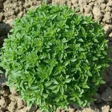 The Natural World Piccolino basilicumplant P9 compact
