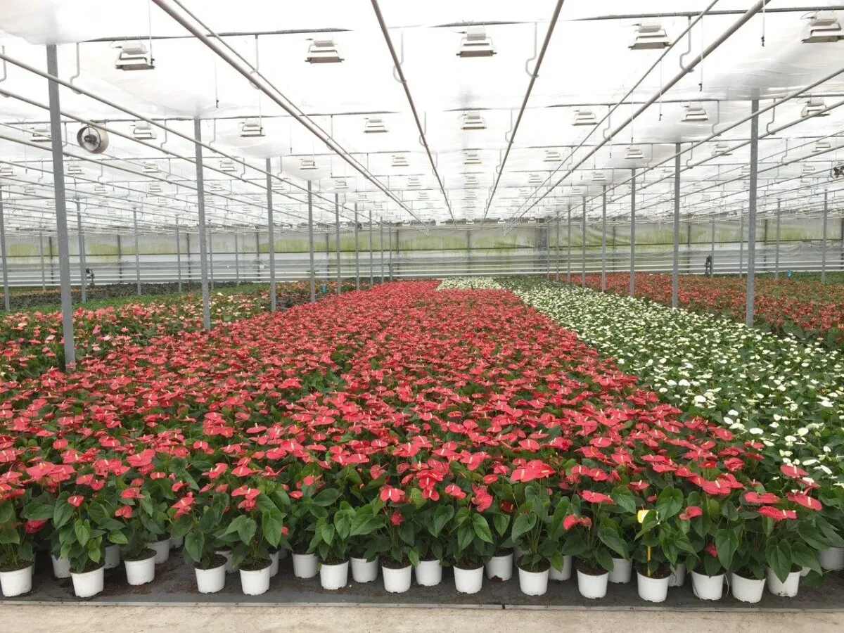 XL-Bloom YoungPlants XL.09 Jambo Red plant rode bloem