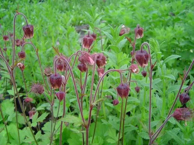 The Natural World Geum rivale plant vochtige border 30 cm