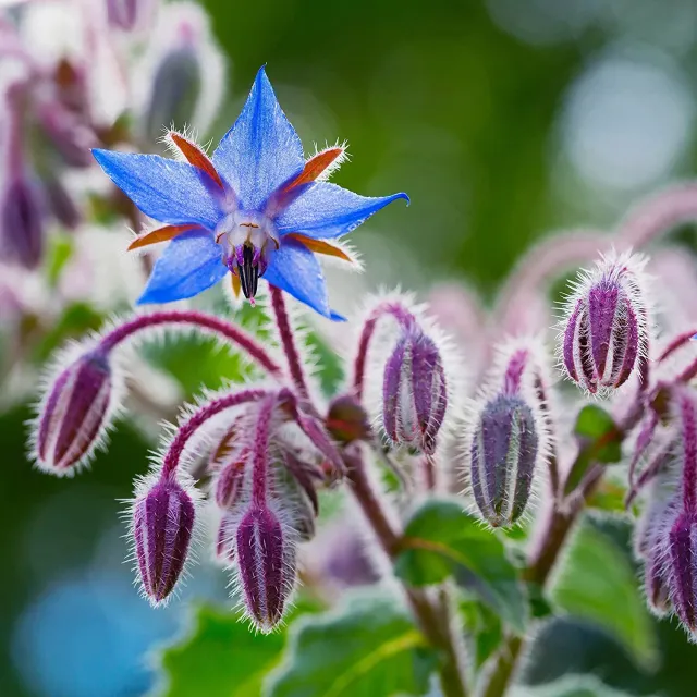The Natural World Komkommerkruid bernagie kruidplant eetbaar