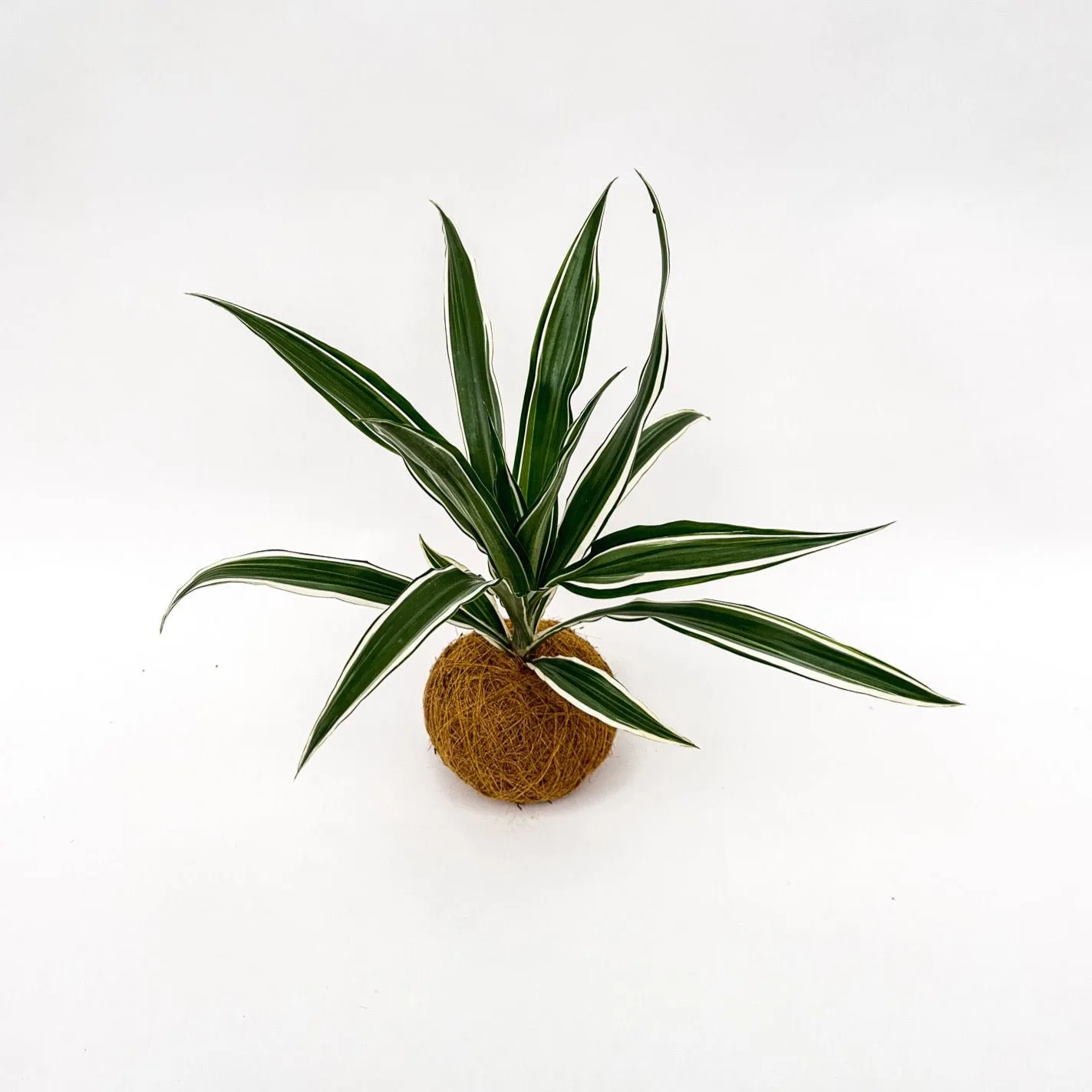 House of Koko Green White kokedama zonder schaaltje
