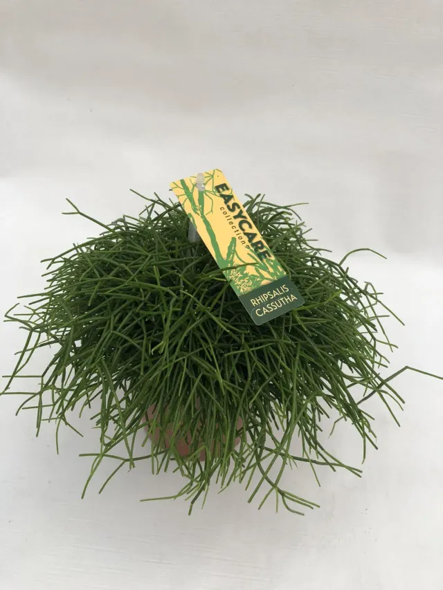 Tuincentrum Heerdink Rhipsalis Cassutha koraalcactus hangplant