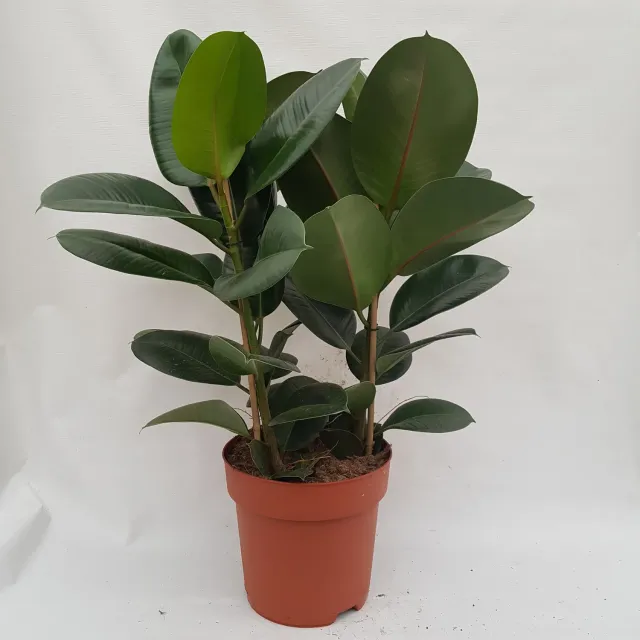 Ficus elastica Robusta rubberboom groen