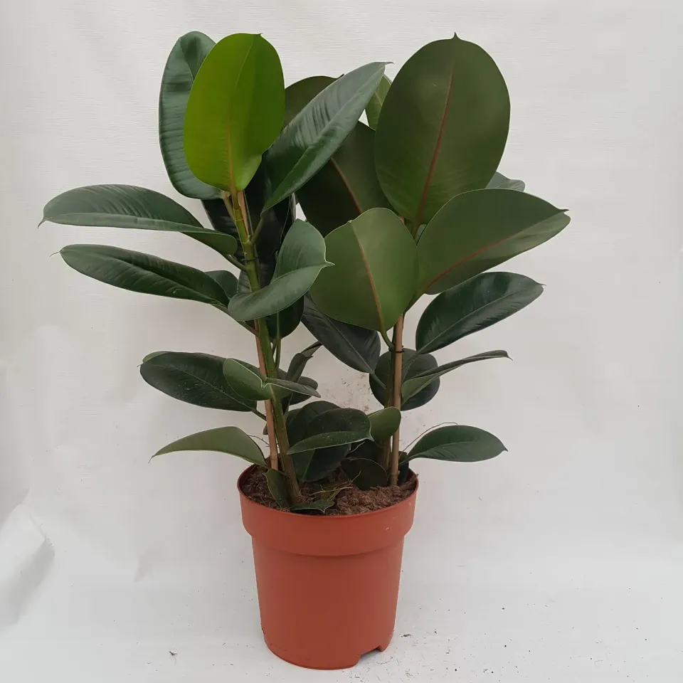 Ficus elastica Robusta rubberboom groen