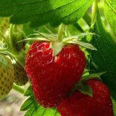 The Natural World Sweet Marathon aardbeiplant doordragend