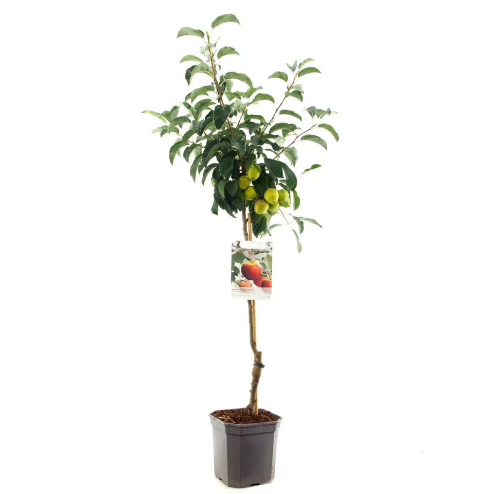 Tuincentrum Heerdink Malus Elstar appelboom bewaarappel winterhard