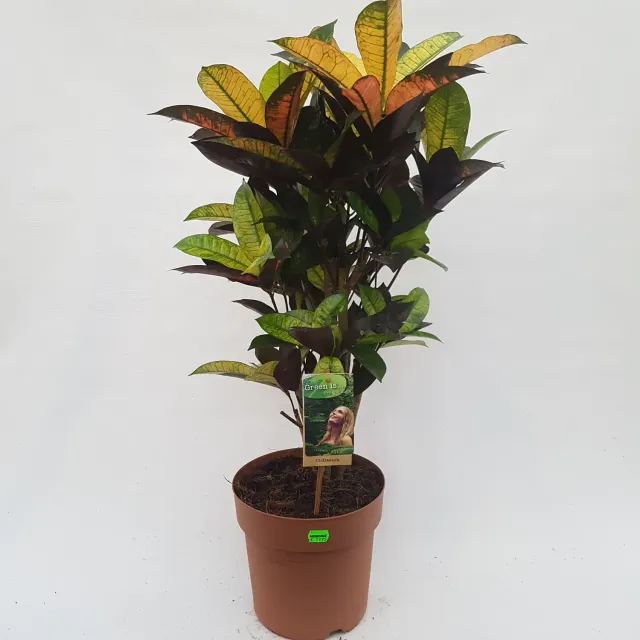 Codiaeum Variegatum croton kamerplant 70 cm bont blad