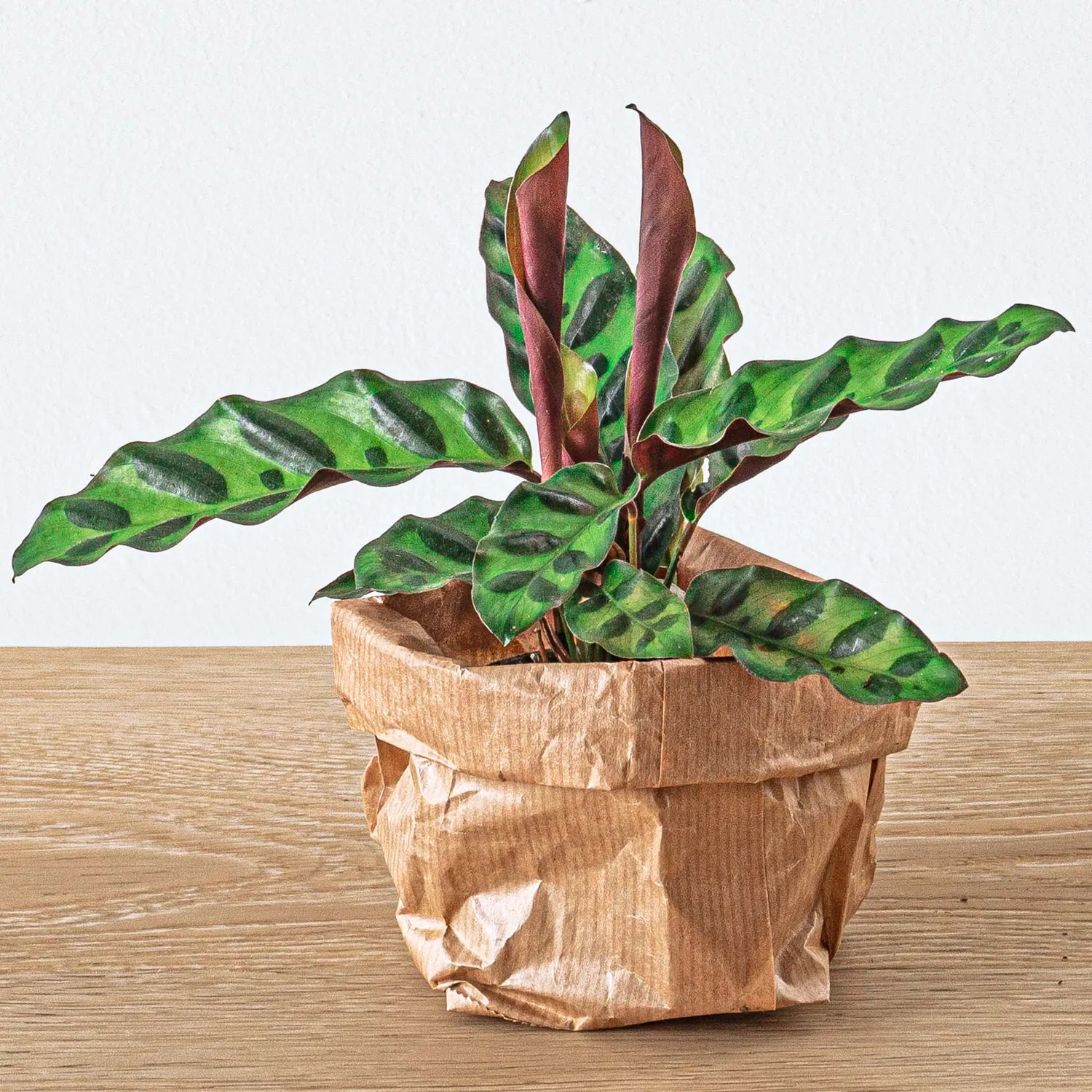 Urbanjungl Calathea Lancifolia terrariumplant pot 6 groen