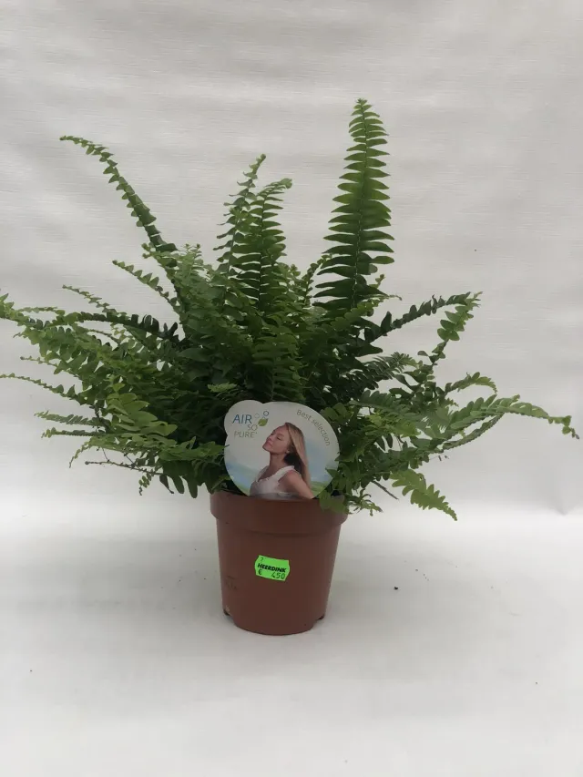 Tuincentrum Heerdink Nephrolepis Green Lady krulvaren 14 cm