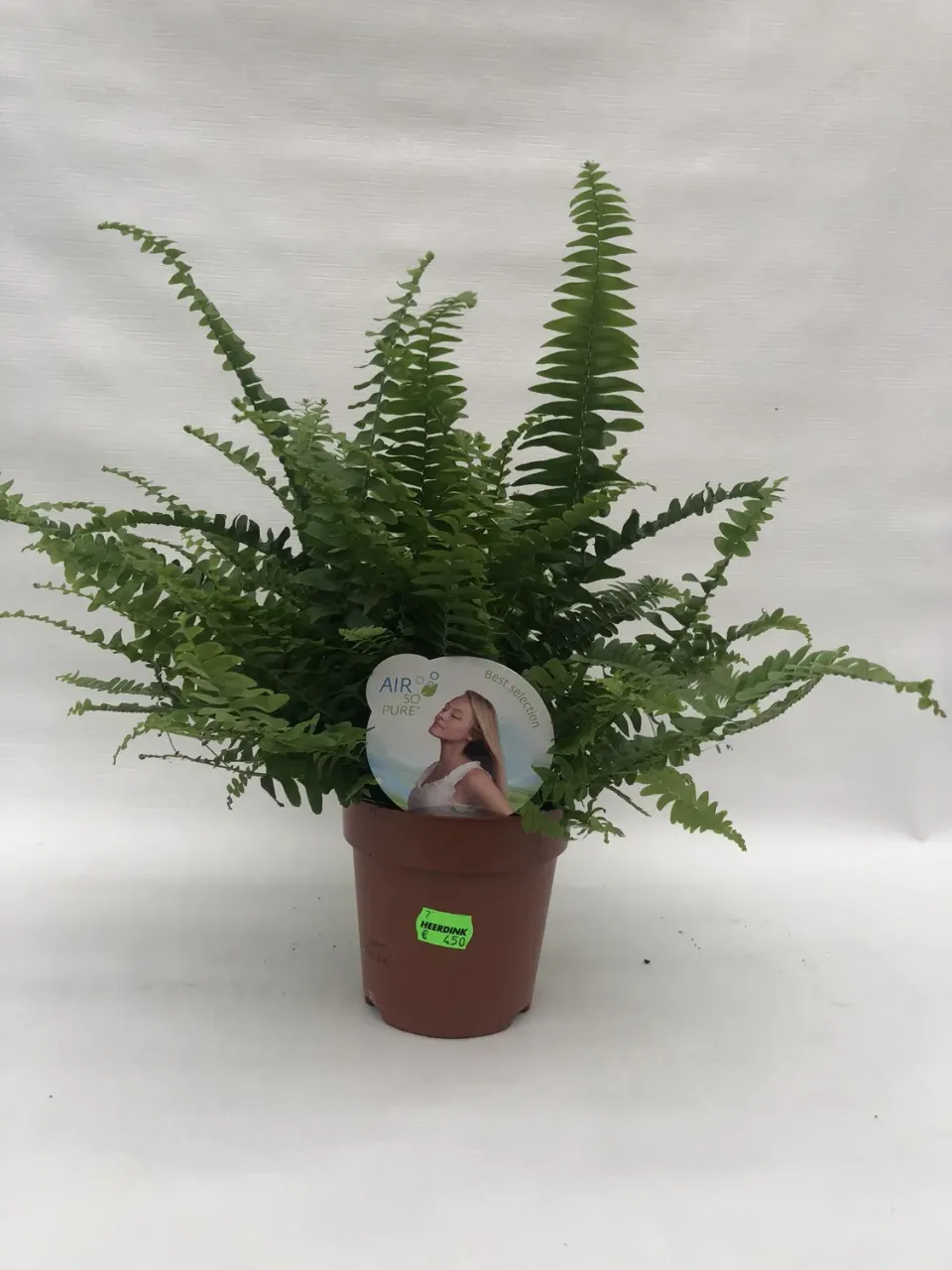 Tuincentrum Heerdink Nephrolepis Green Lady krulvaren kamerplant