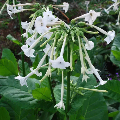 The Natural World Nicotiana sylvestris zaden siertabak
