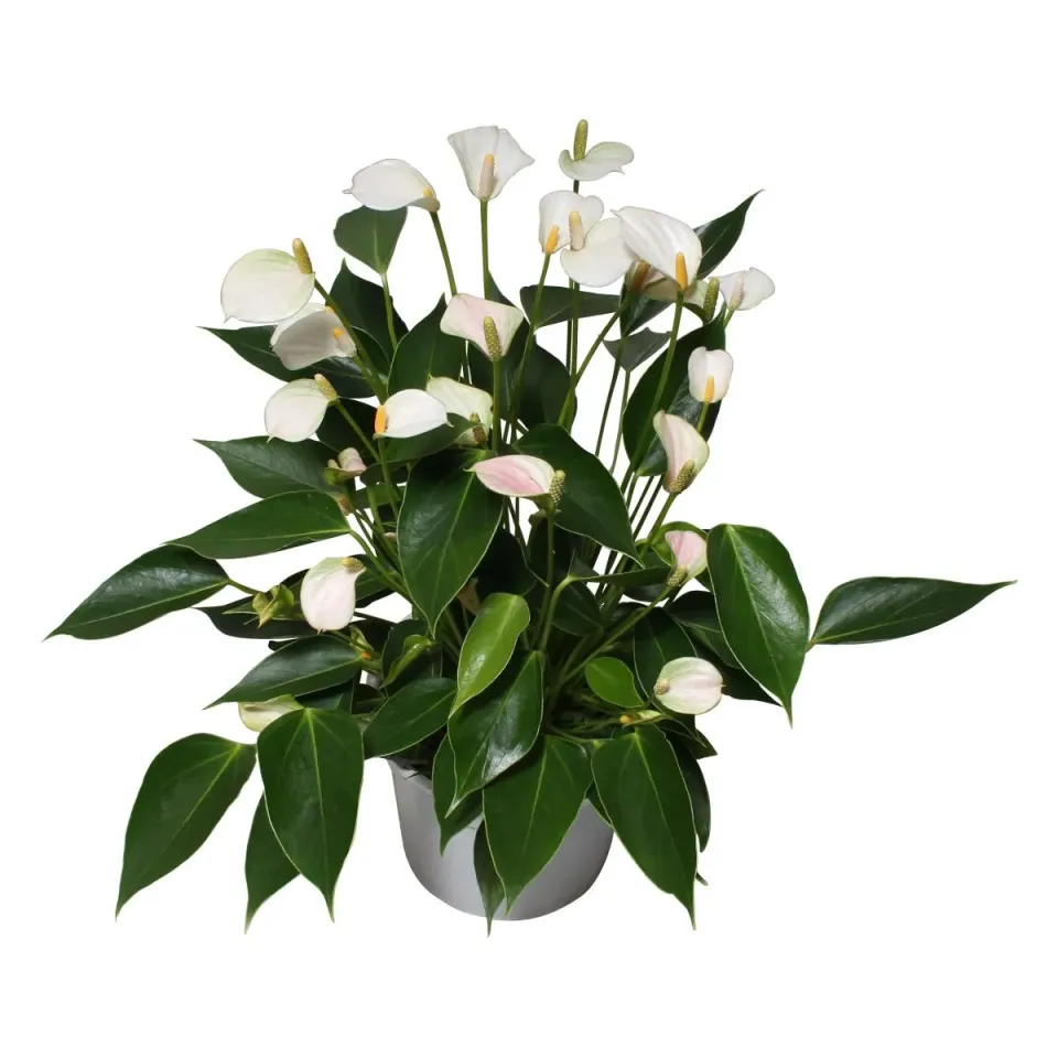 XL-Bloom XL.36 Trillions White stekje wit