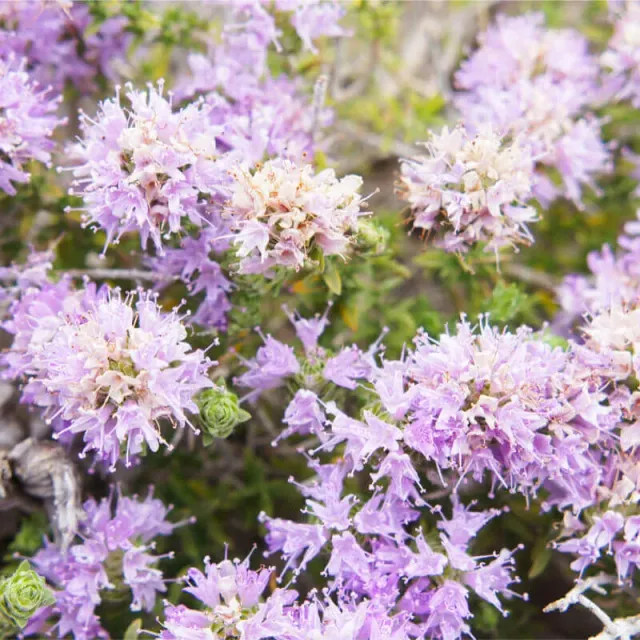 The Natural World Thymus capitatus tijmplant P9