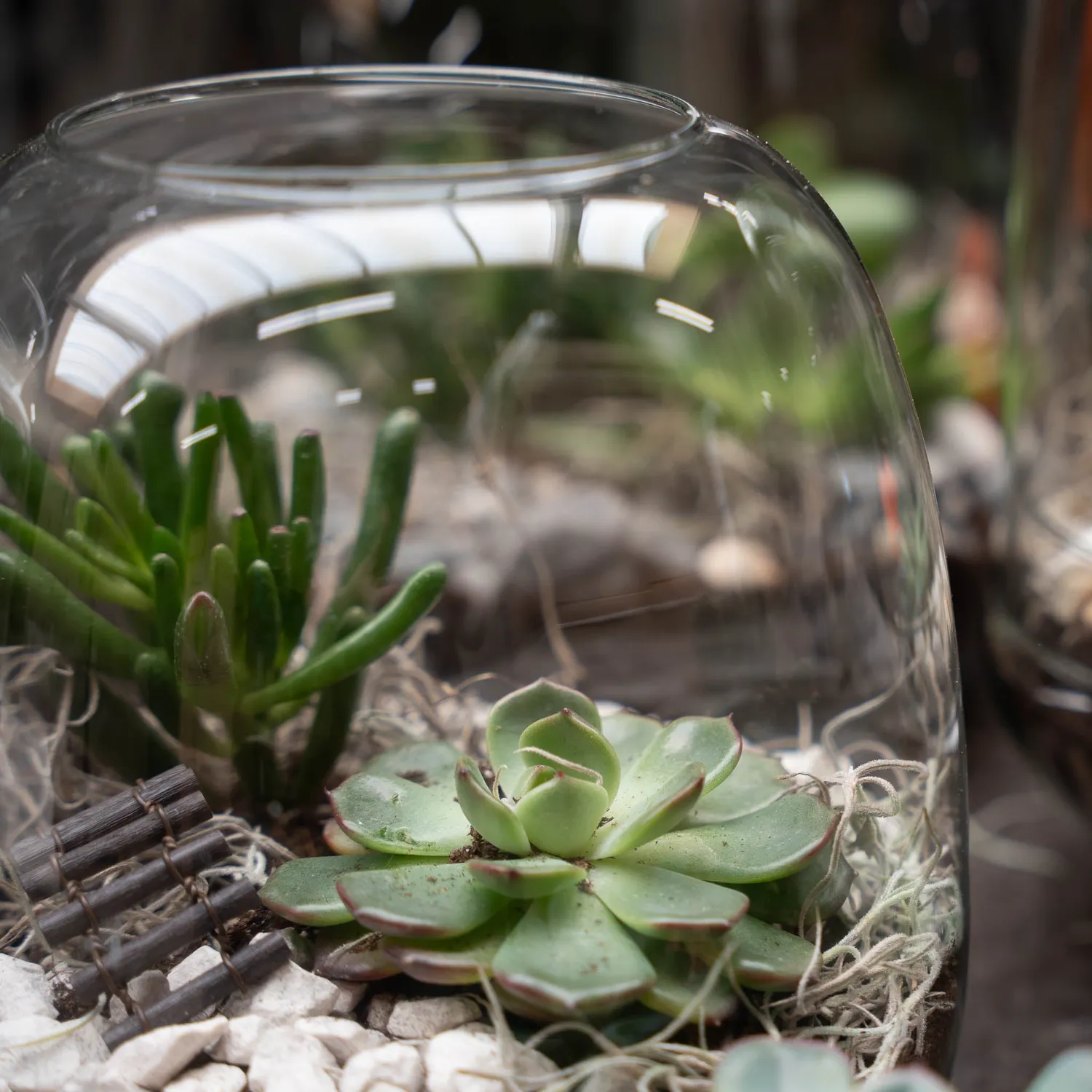 Urbanjungl Emma Mini succulent terrarium DIY kit 19 cm