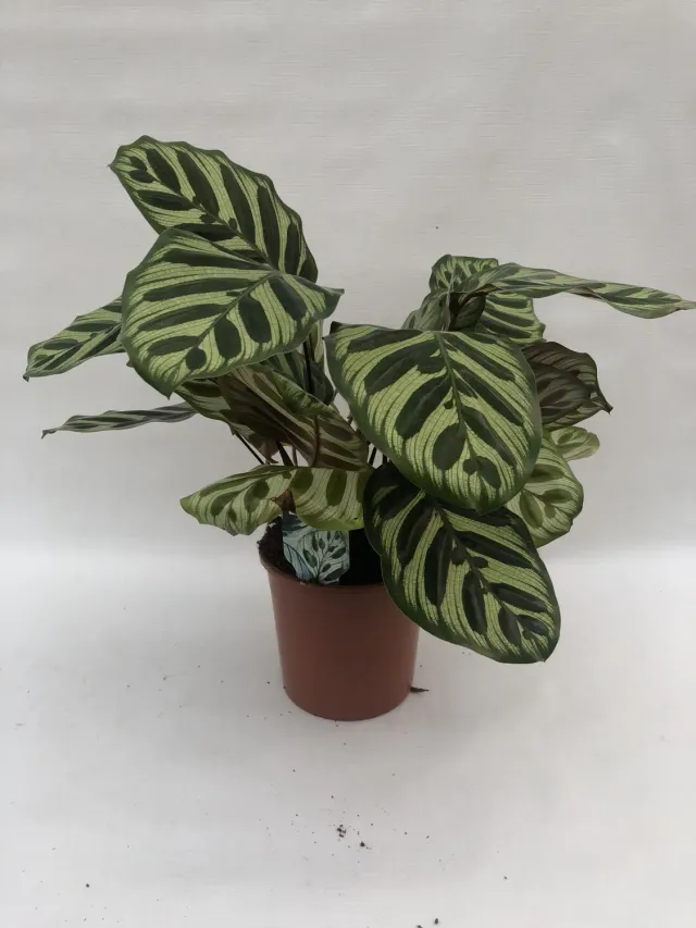Tuincentrum Heerdink Calathea Roseopicta Angela kamerplant bladtekening