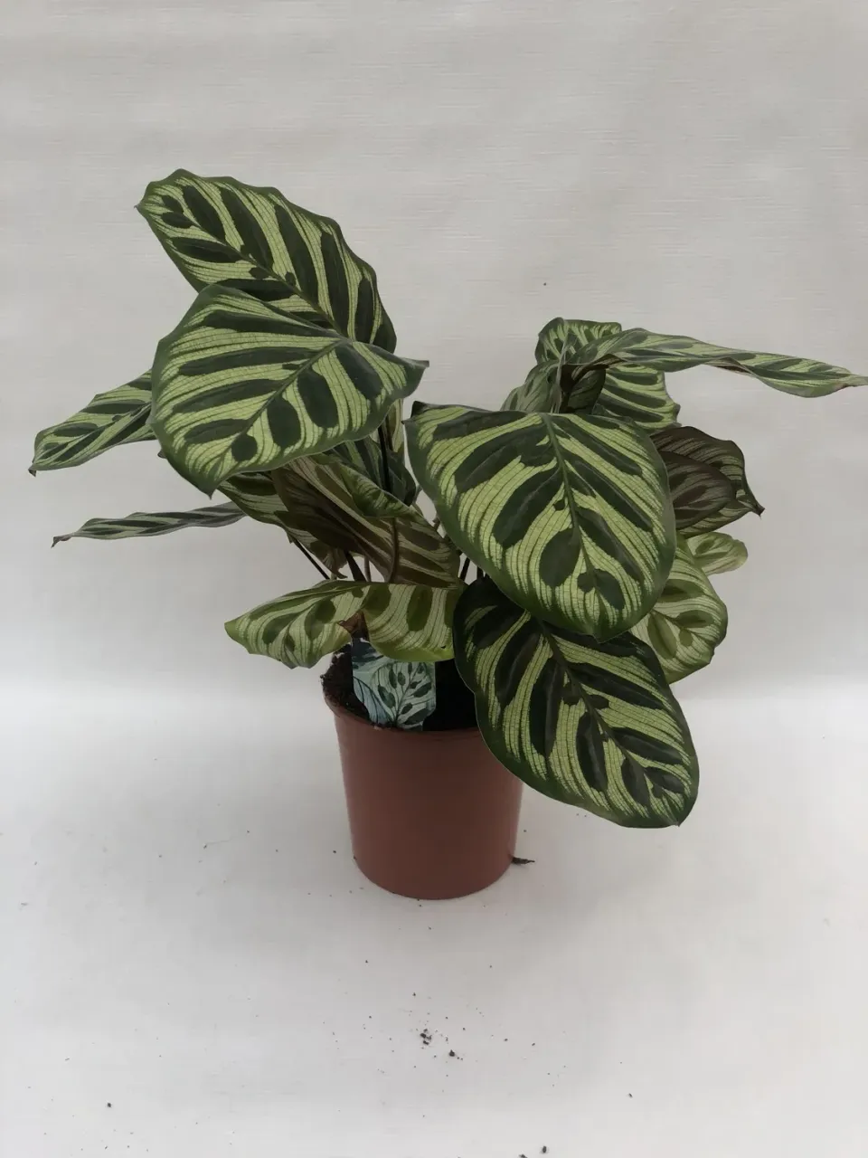 Tuincentrum Heerdink Calathea Roseopicta Angela kamerplant bladtekening