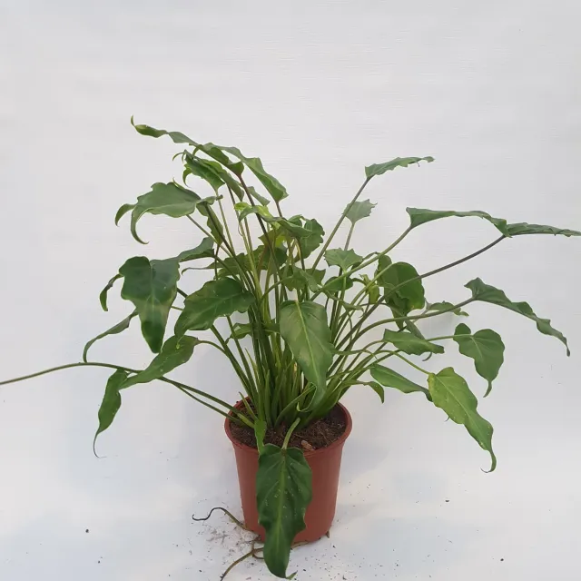 Tuincentrum Heerdink Philodendron Xanadu kamerplant bossig