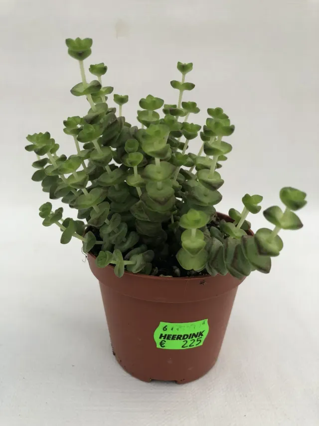 Tuincentrum Heerdink Crassula Hottentot vetplant hangend groen