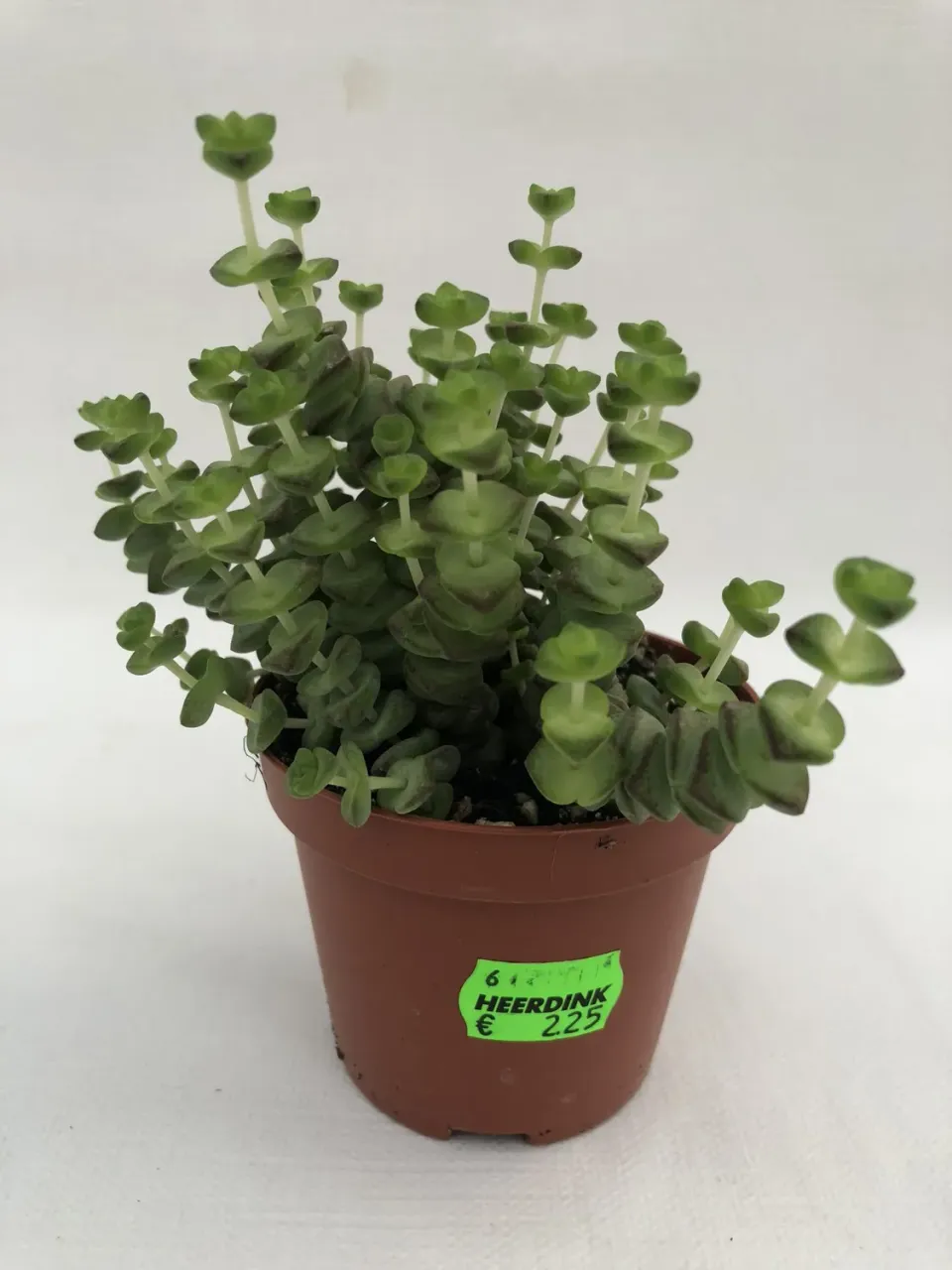 Tuincentrum Heerdink Crassula Hottentot vetplant hangend groen