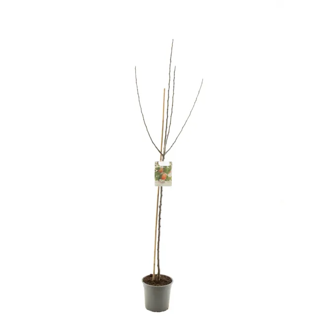 Tuincentrum Heerdink Malus Groninger Kroon moesappel handappelboom