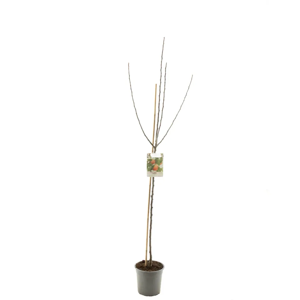 Tuincentrum Heerdink Malus Groninger Kroon moesappel handappelboom