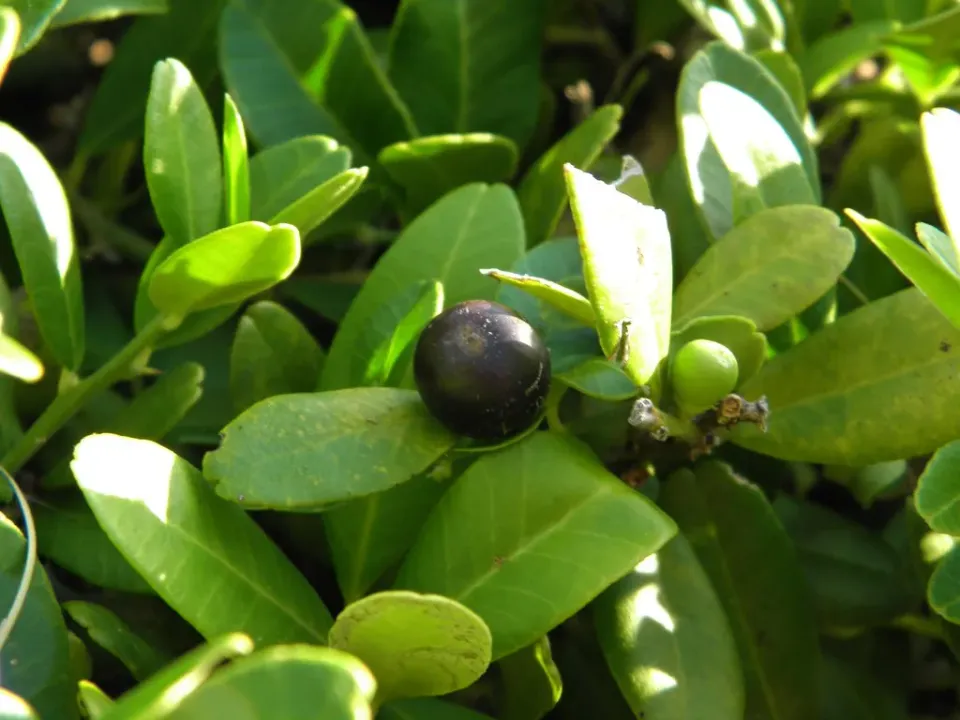 The Natural World Severinia buxifolia citrusplant eetbaar