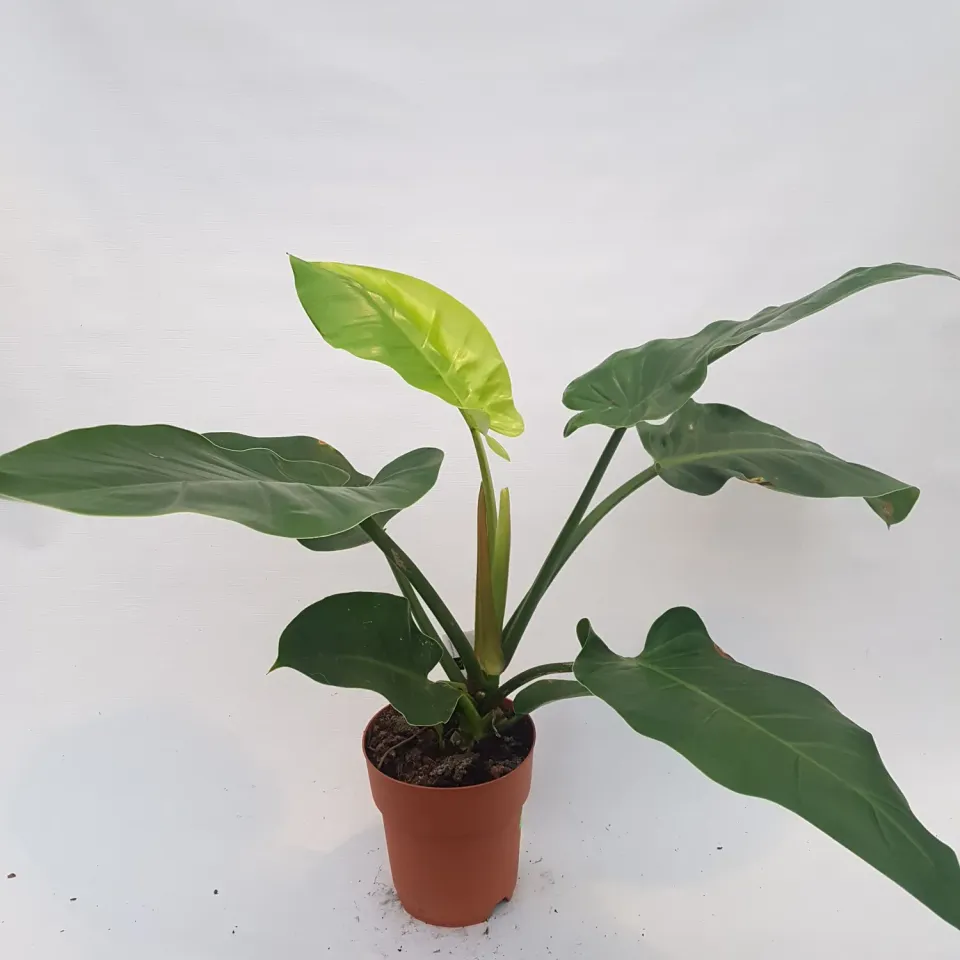 Tuincentrum Heerdink Philodendron Imperial Green kamerplant groen
