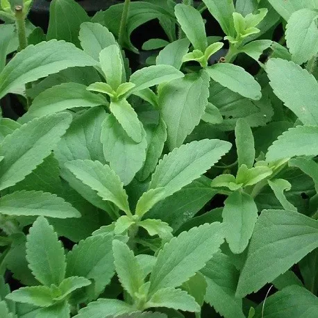 The Natural World Stevia plant suikerplantje zoet