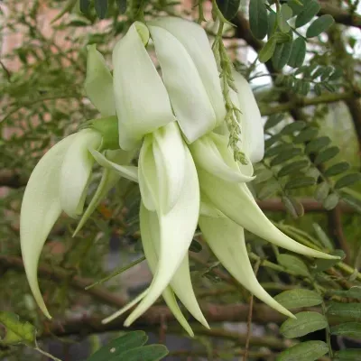 The Natural World Clianthus Puniceus Alba Plant Wit
