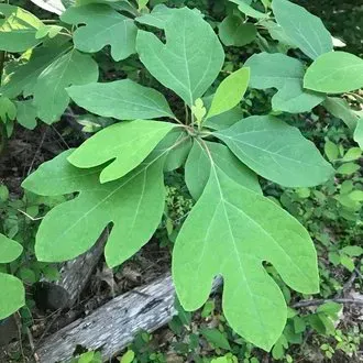 The Natural World Sassafras albidum plant geurig blad