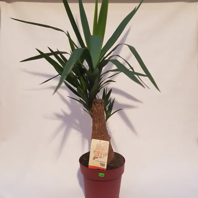 Tuincentrum Heerdink yucca palmlelie 100 cm stam