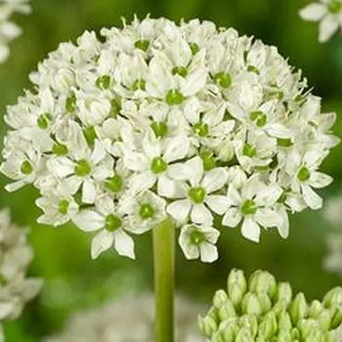 The Natural World Allium nigrum plant P9 winterhard