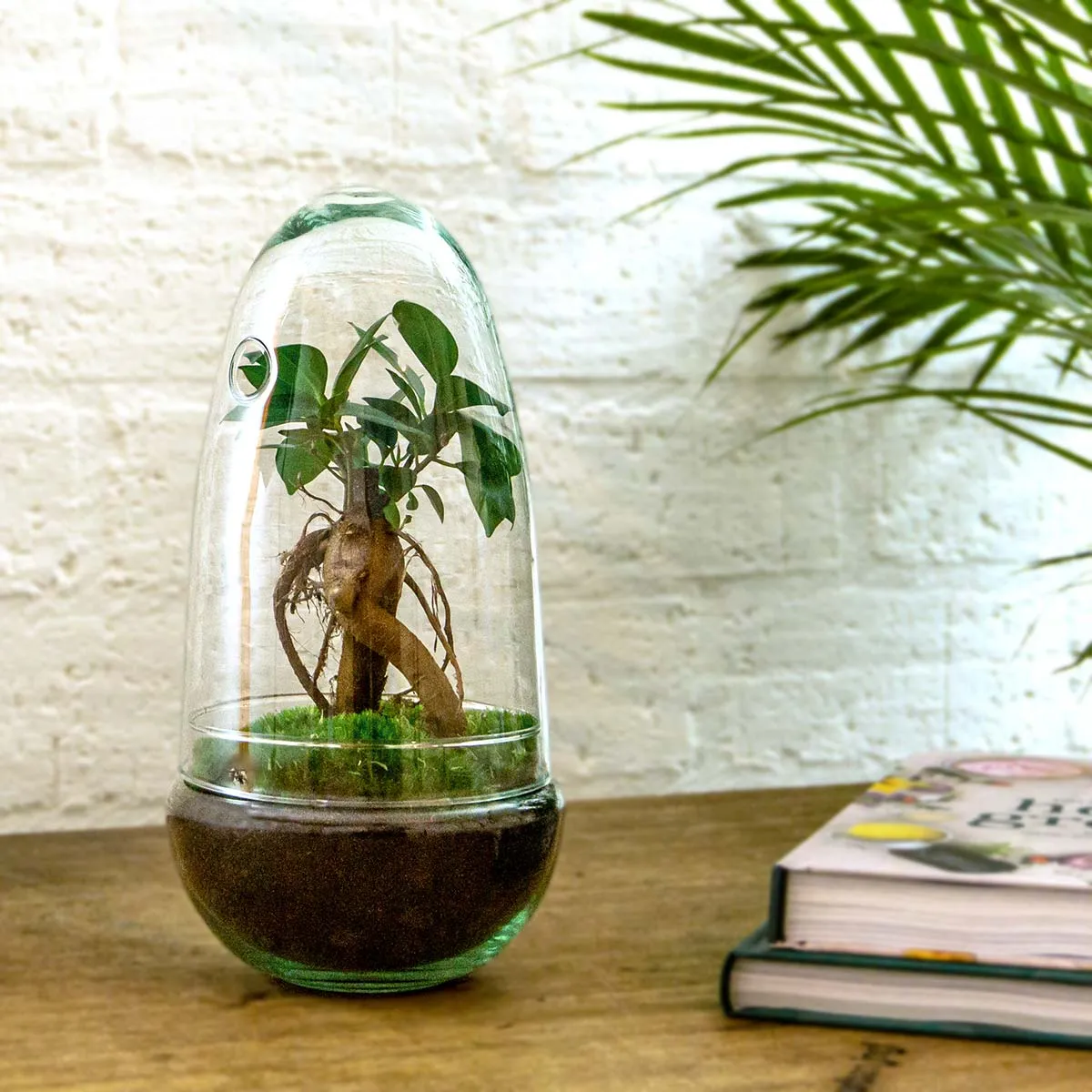 Urbanjungl Egg Coffea terrarium DIY kit Ø 12 cm