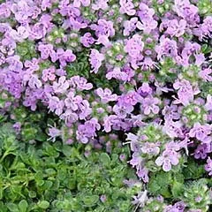 The Natural World Thymus serpyllum Elfin plant P9