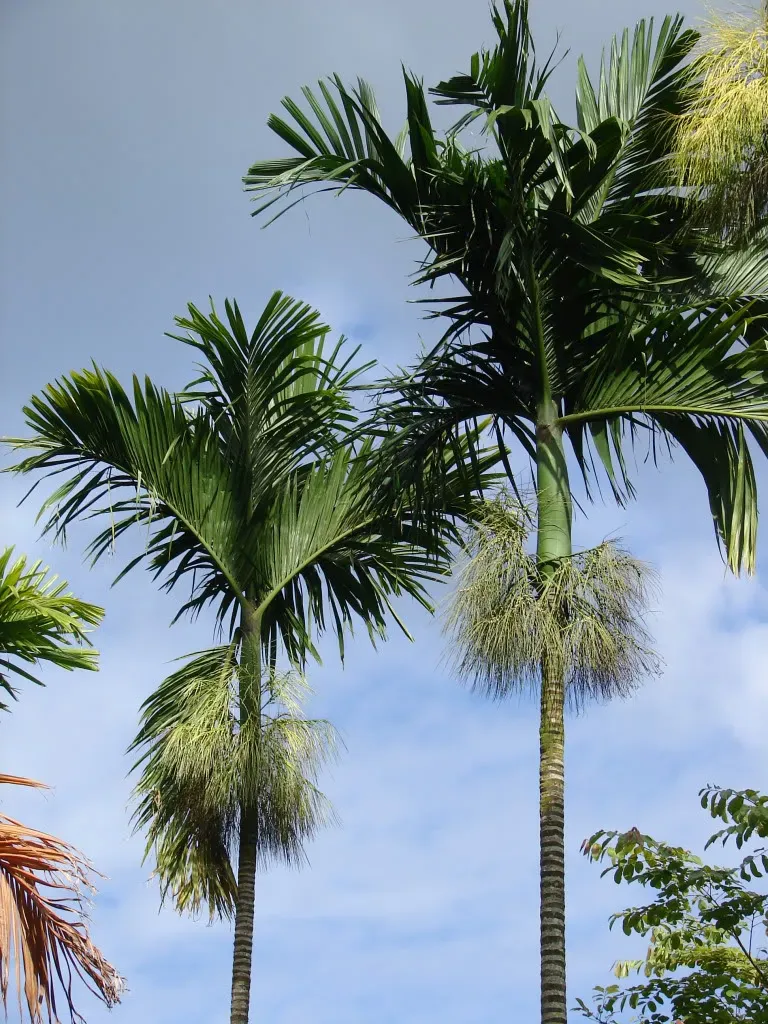 The Natural World Areca catechu palm P9 binnenplant