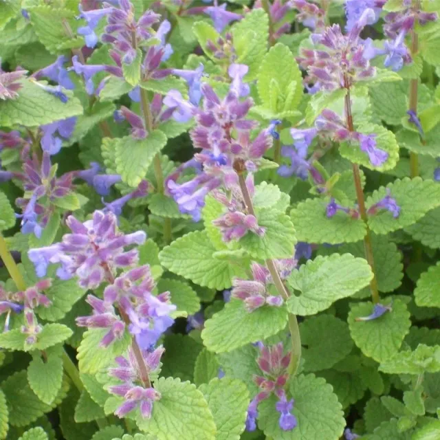 The Natural World Nepeta x faassenii plant P9 bijenplant