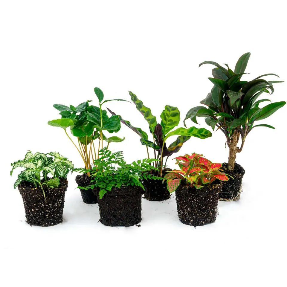 Urbanjungl Jungle Boost terrariumplanten pakket 6 planten