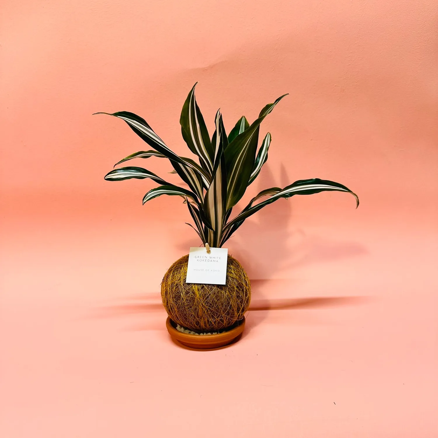 House of Koko Green White kokedama zonder schaaltje