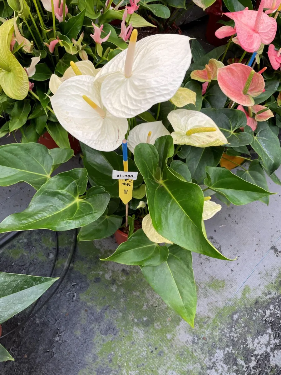 XL-Bloom YoungPlants XL.98 aardbeiplant Giant White P9 wit