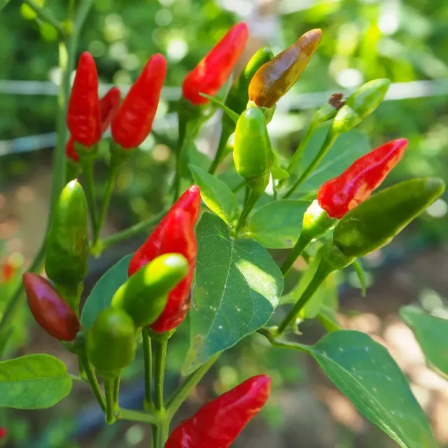 The Natural World Peper African Bird Eye plant pittig